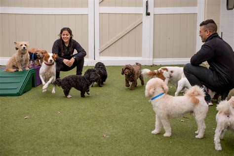 doggy daycare carmel|Happy Dog Hotel & Spa 